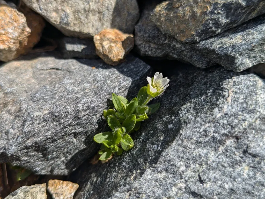 Cerastium Pedunculatum
