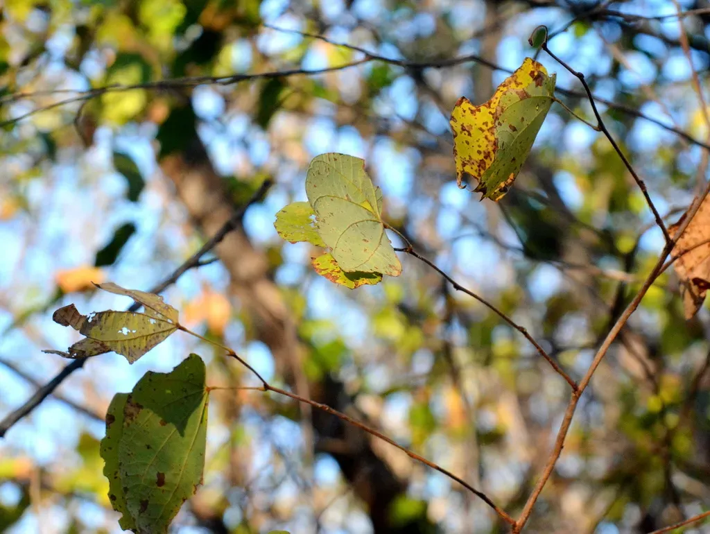 Bauhinia Cheilantha