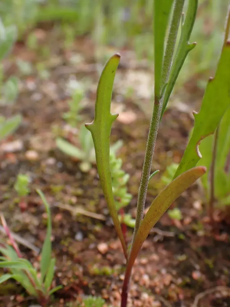 Stenopetalum Filifolium