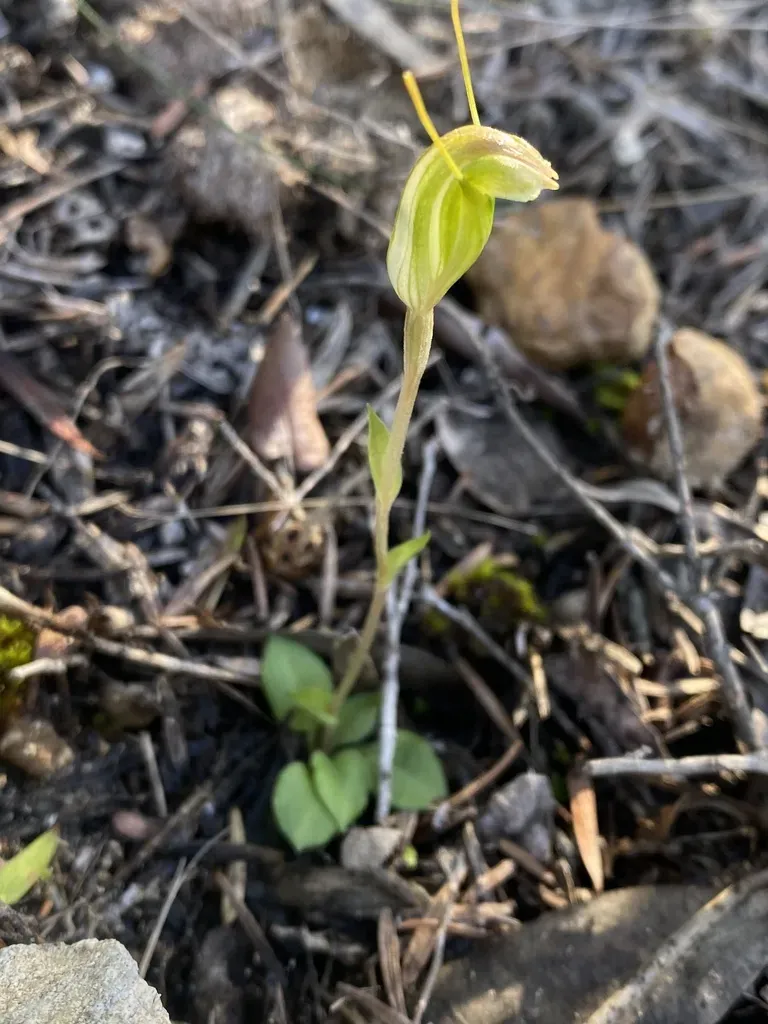 Pterostylis Lortensis