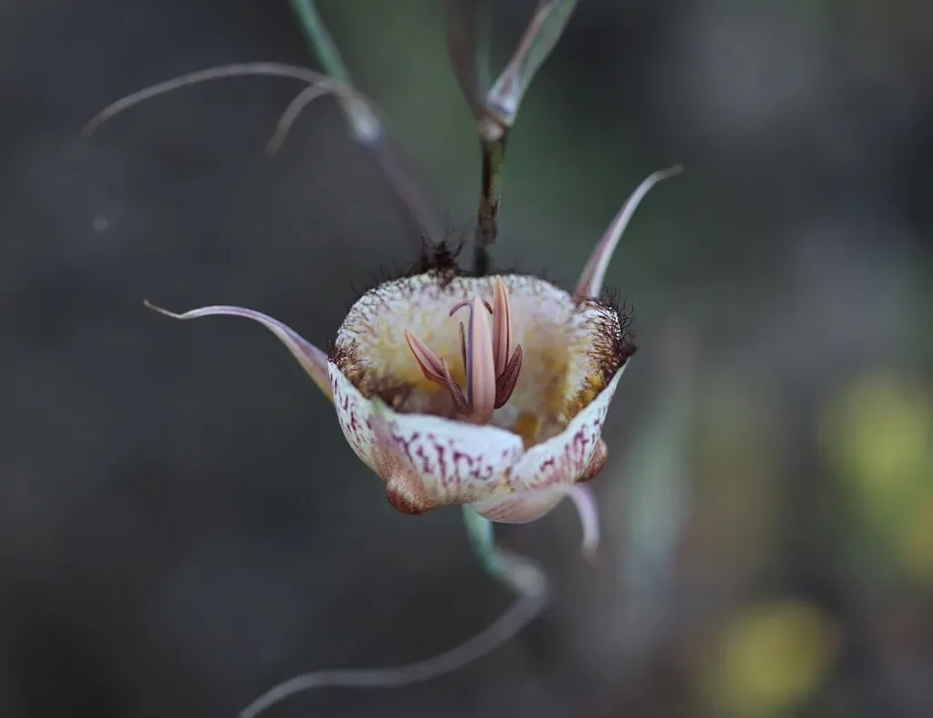 Late-blooming Mariposa Lily