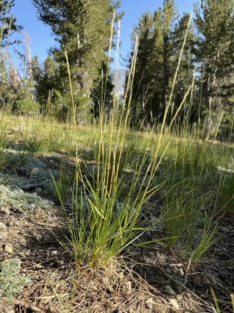 Pinewoods Needle Grass