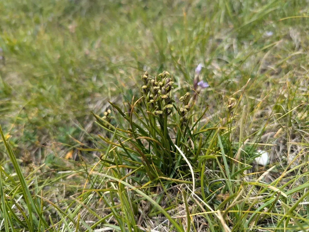 Alpine Dwarf Orchid