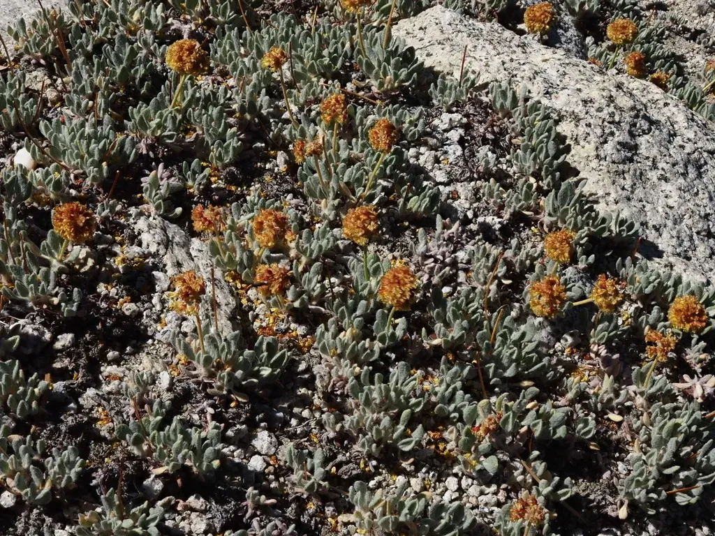Mount Rose Wild Buckwheat