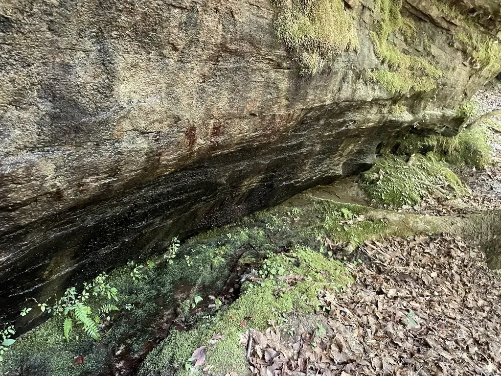 Little Mountain Meadow-rue