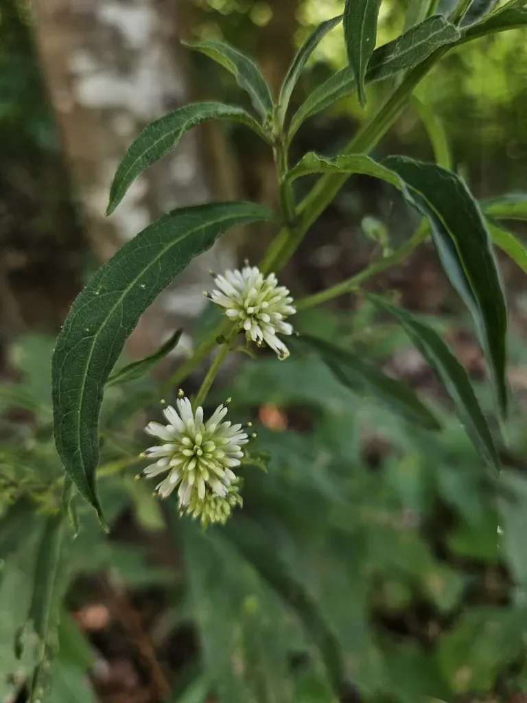 Carolina Crownbeard
