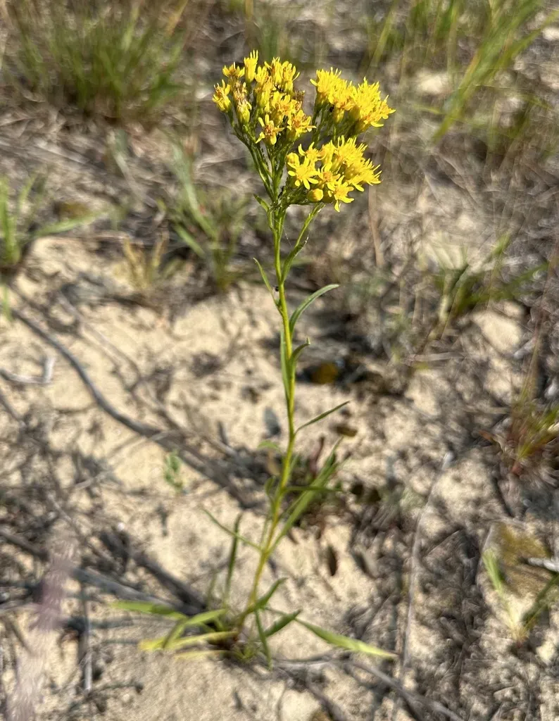 Houghton's Goldenrod