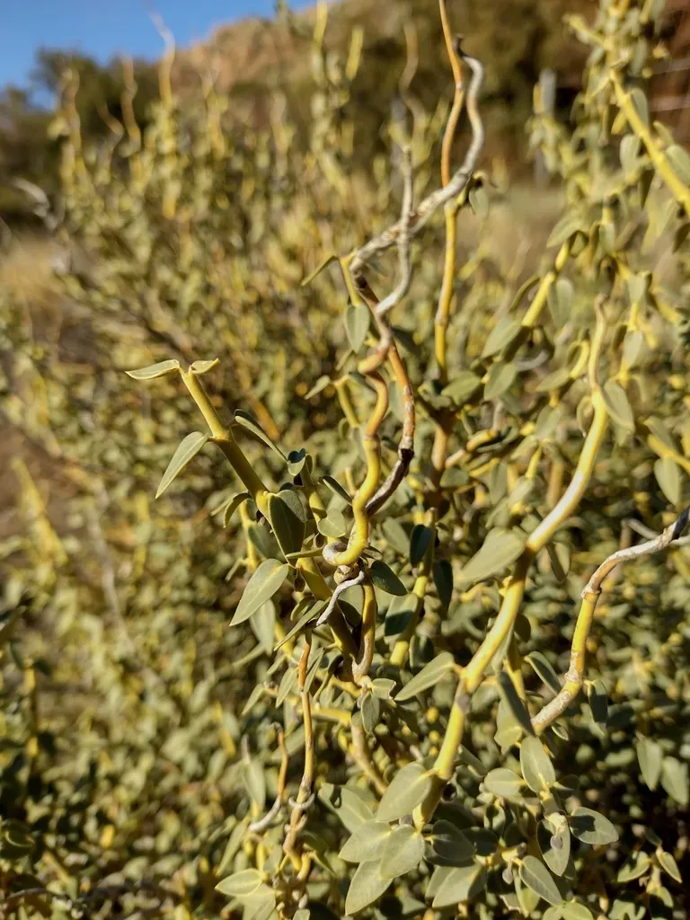 Diplolepis Hieronymi