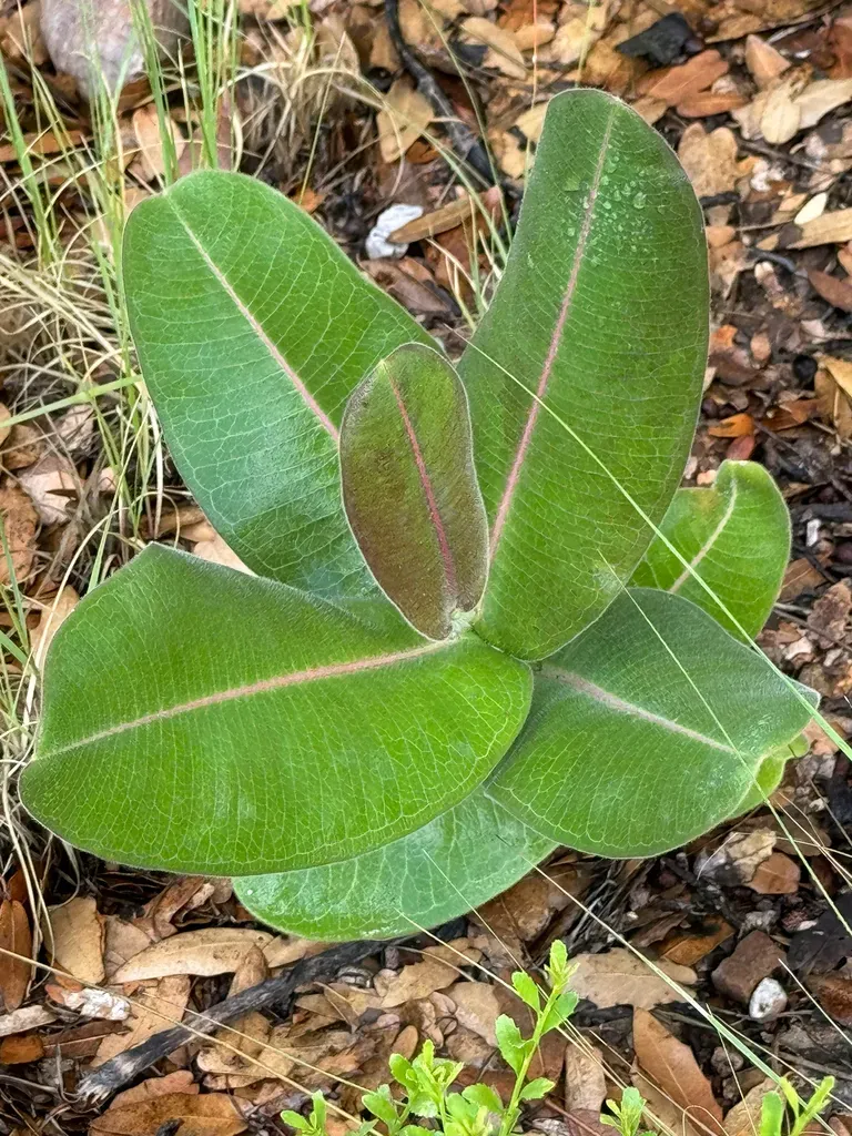 Lemmon's Milkweed