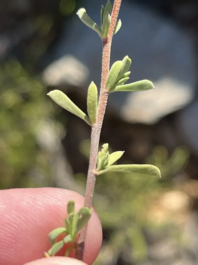 Hermannia Diversistipula