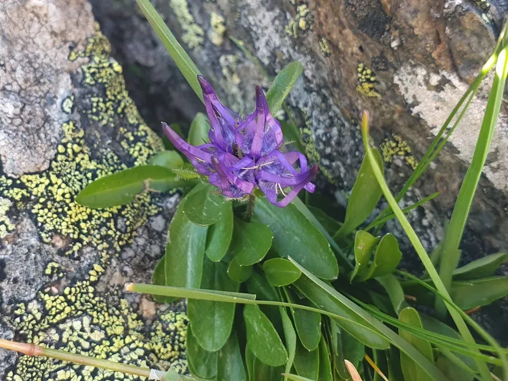 Rosette-leaved Rampion