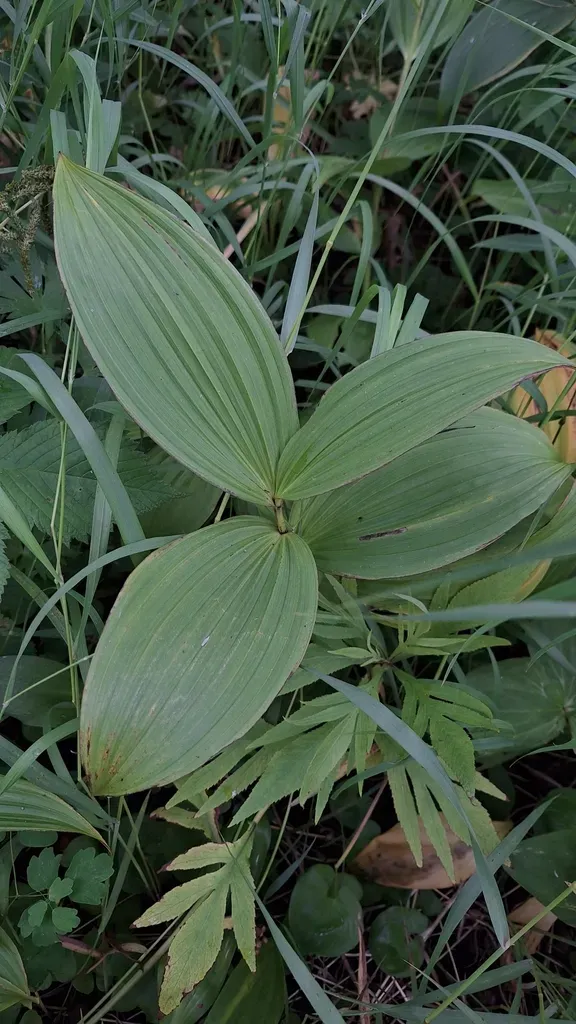 False Hellebore