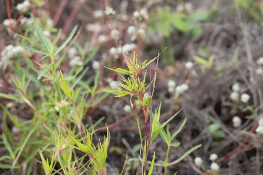 Iseilema Macratherum