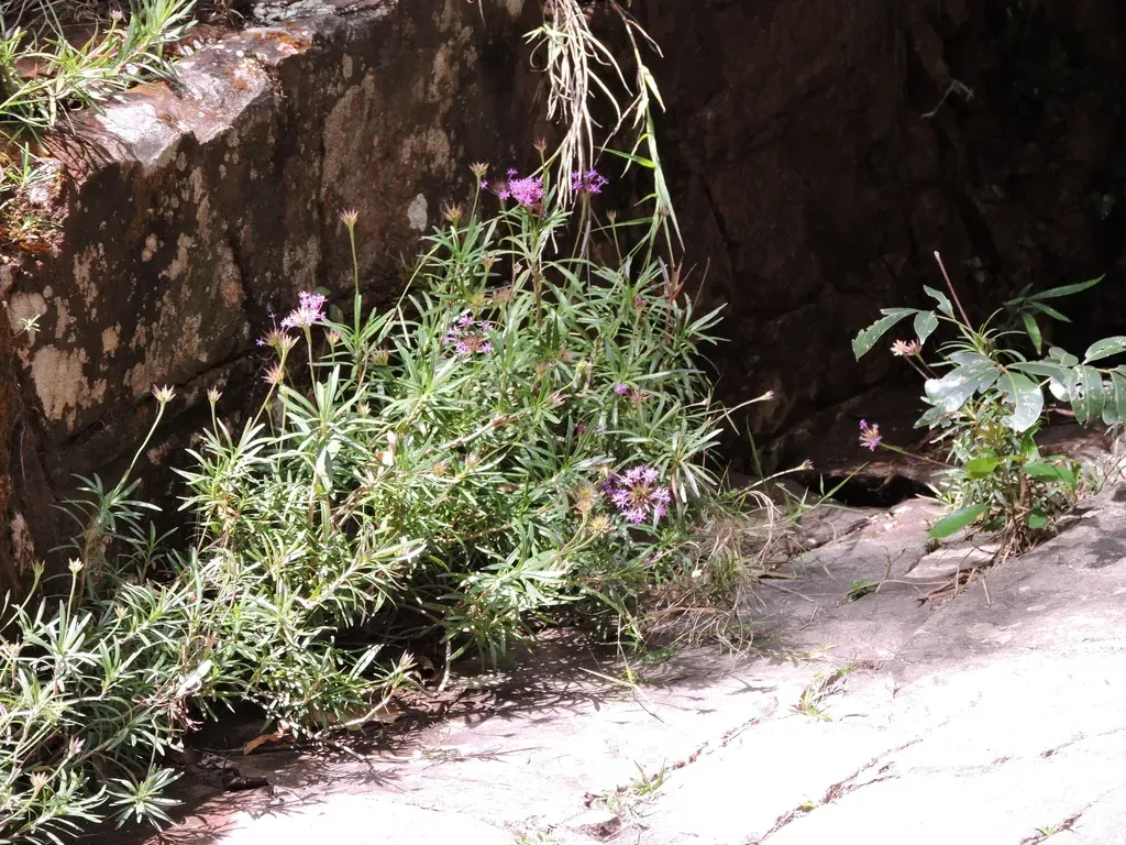 Chresta Angustifolia