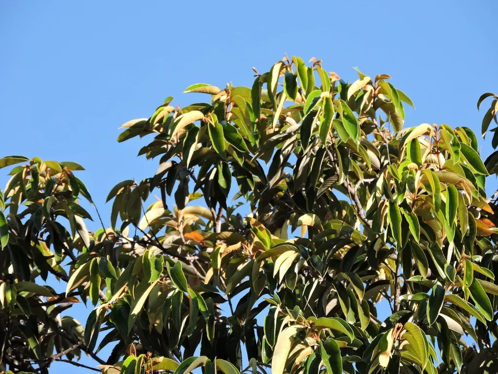 Vochysia Pyramidalis