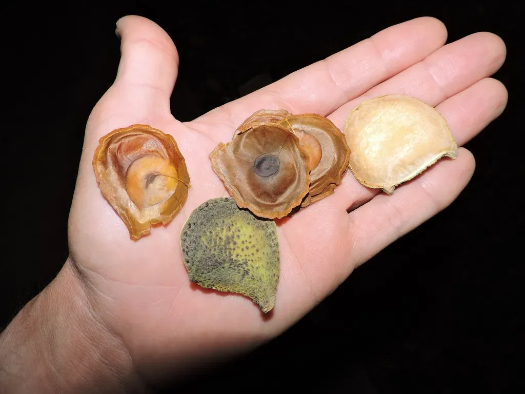 Aspidosperma Brasiliense