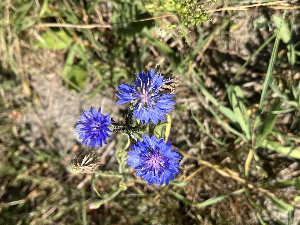 Cornflower