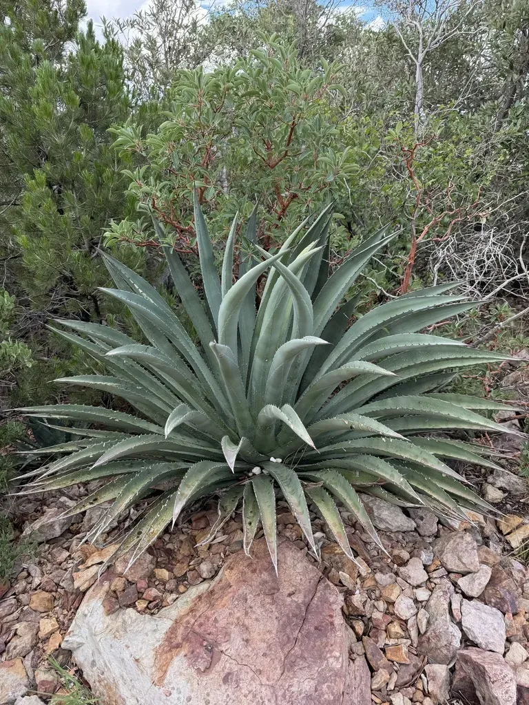 Palmer's Agave