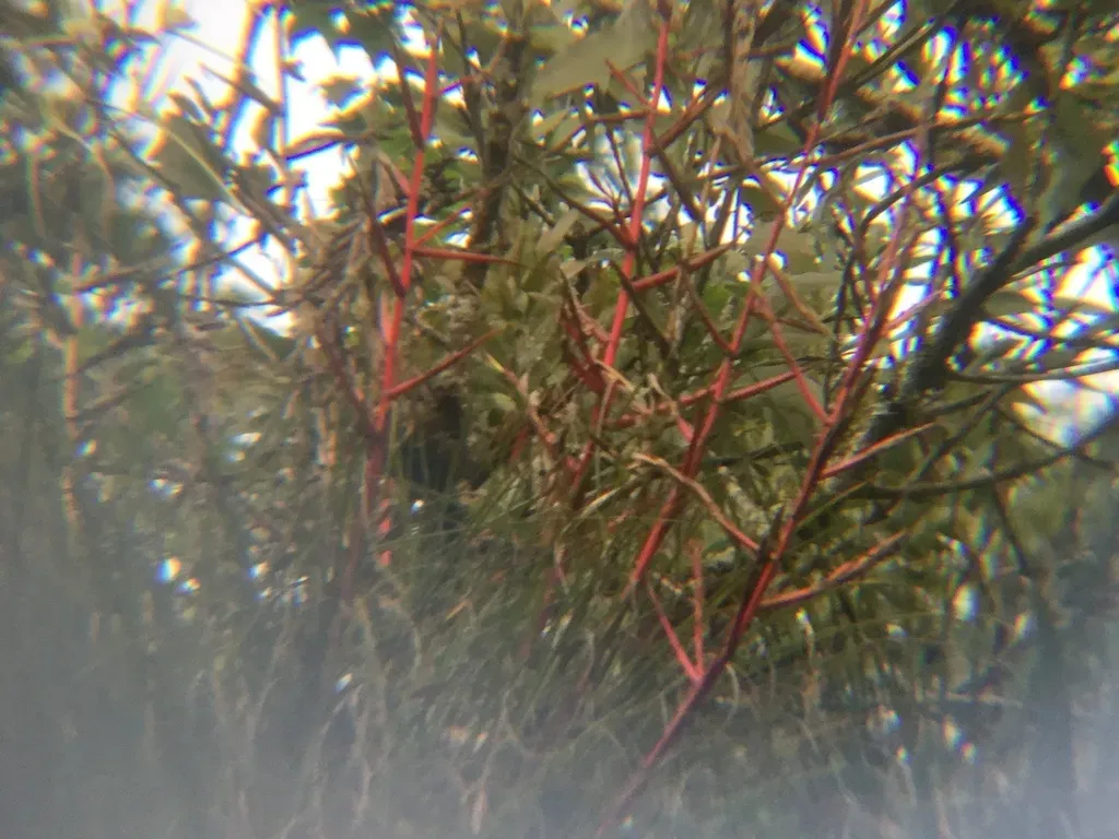 Tillandsia Kirchhoffiana