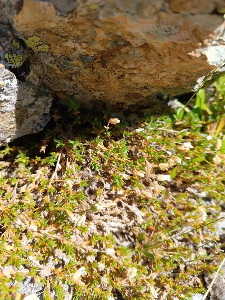 Pseudocherleria Imbricata