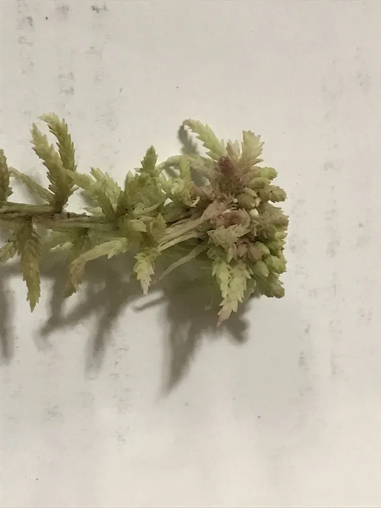 Sphagnum Magniae