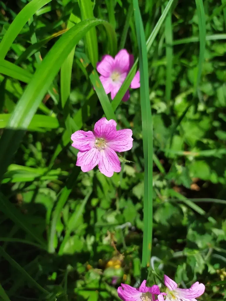 French Crane's-bill