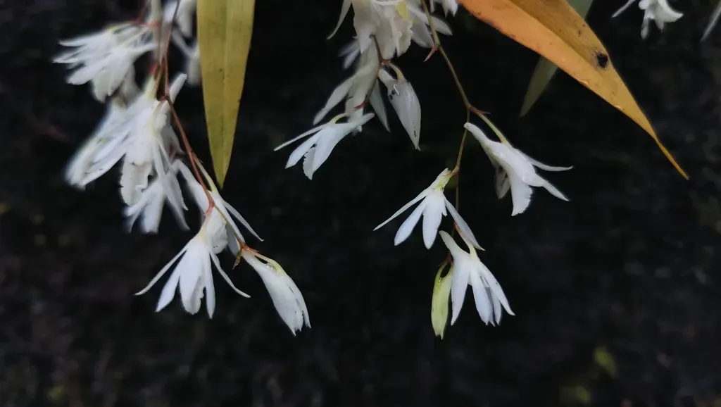 Dendrobium Anamalayanum