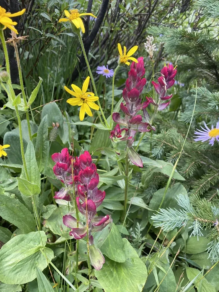 Splitleaf Indian Paintbrush
