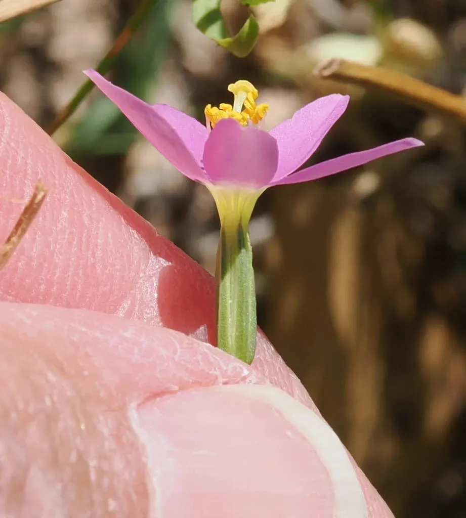 Arizona Centaury