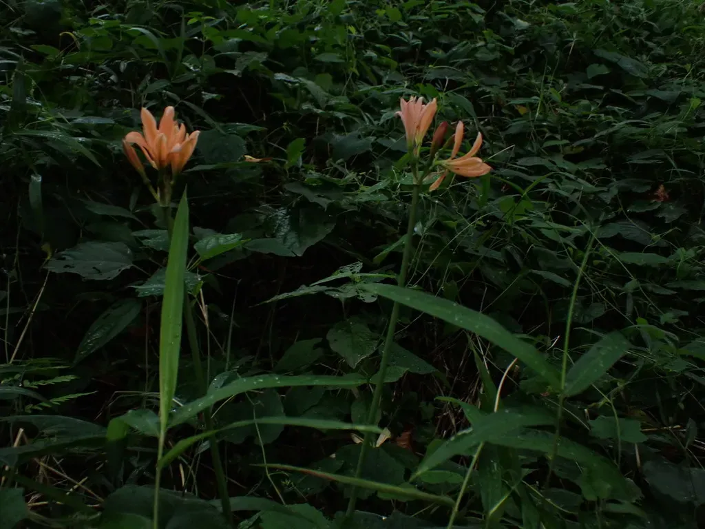 Orange-flowered Surprise Lily