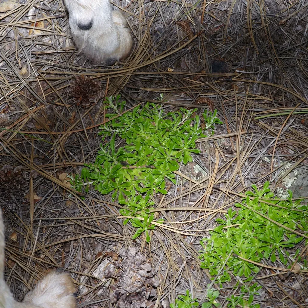 White-margined Everlasting