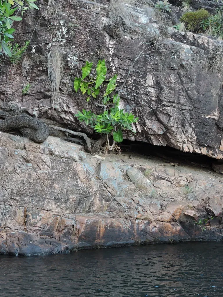 Philodendron Wullschlaegelii