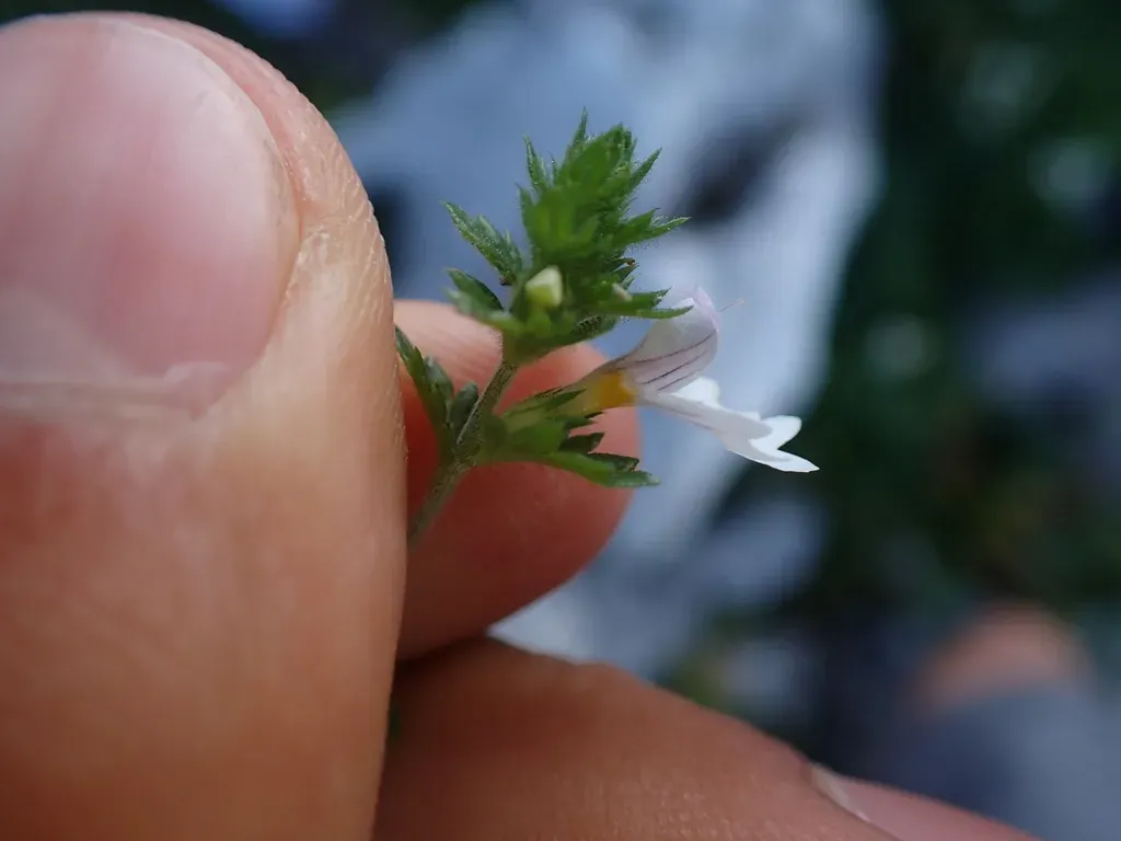 Euphrasia Picta