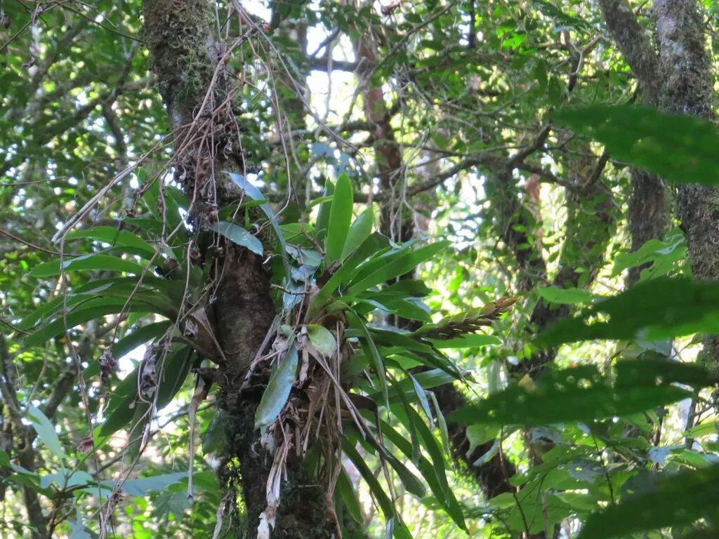 Vriesea Heterostachys