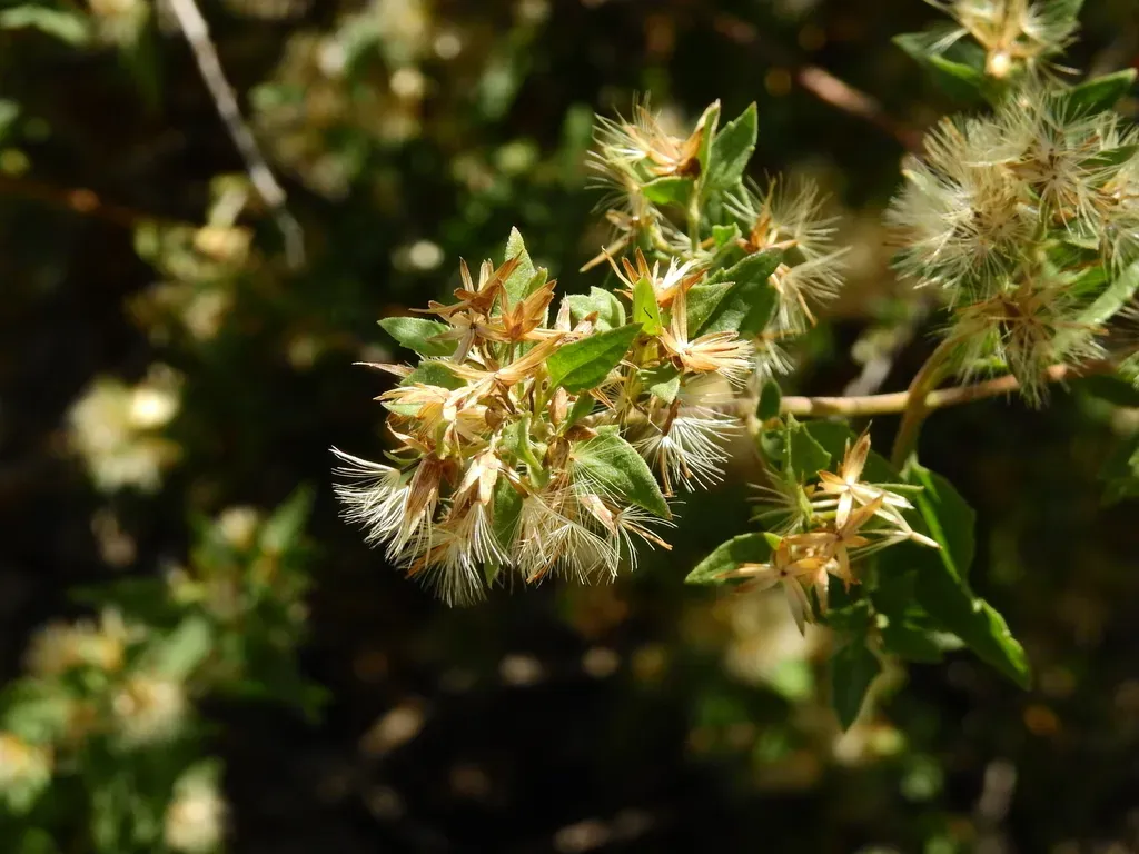 Austrobrickellia Patens