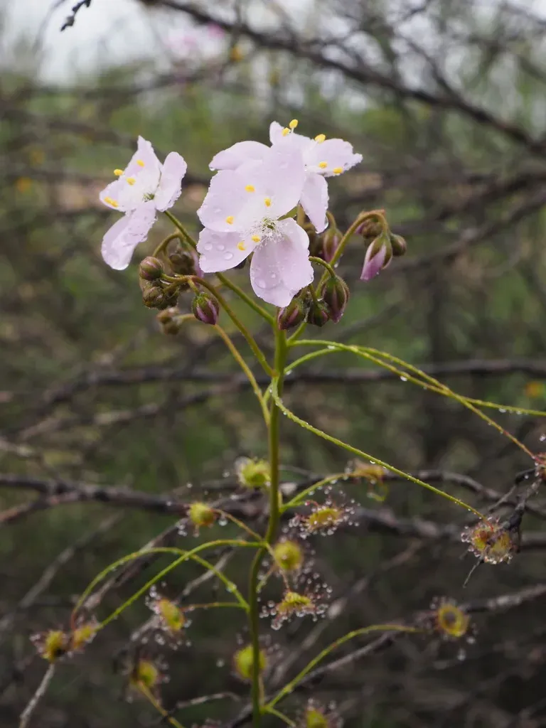 Drosera Eremaea