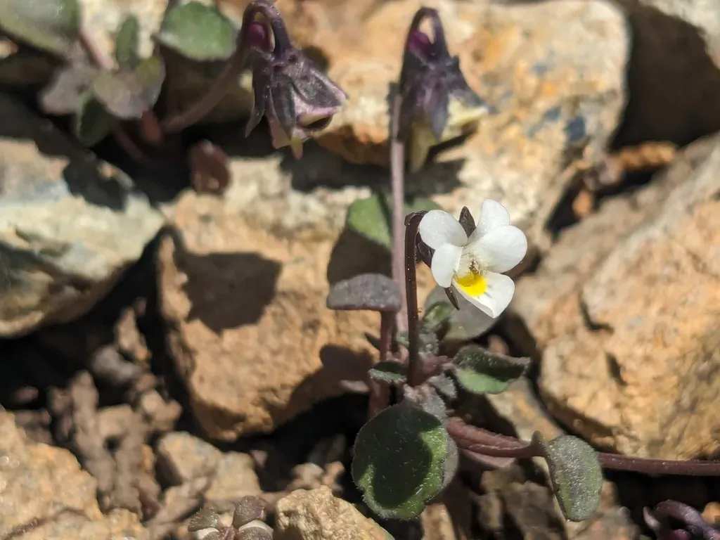 Viola Rauliniana