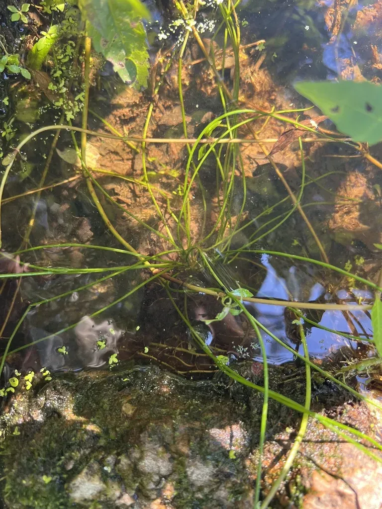 Engelmann's Quillwort