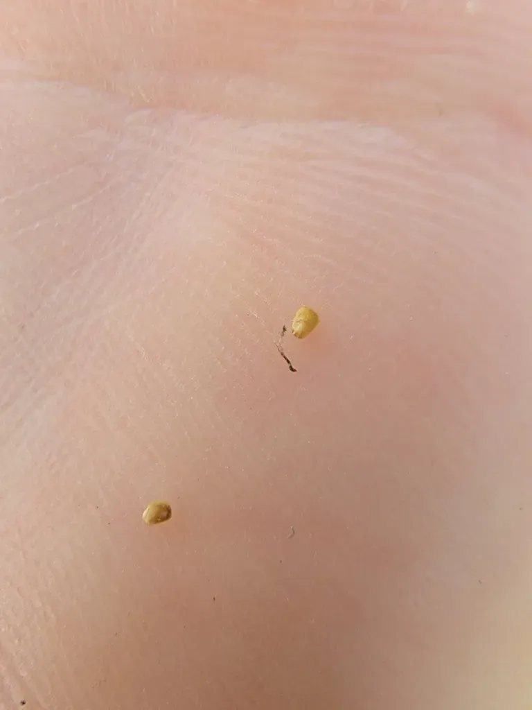 St. Lawrence Water-horehound