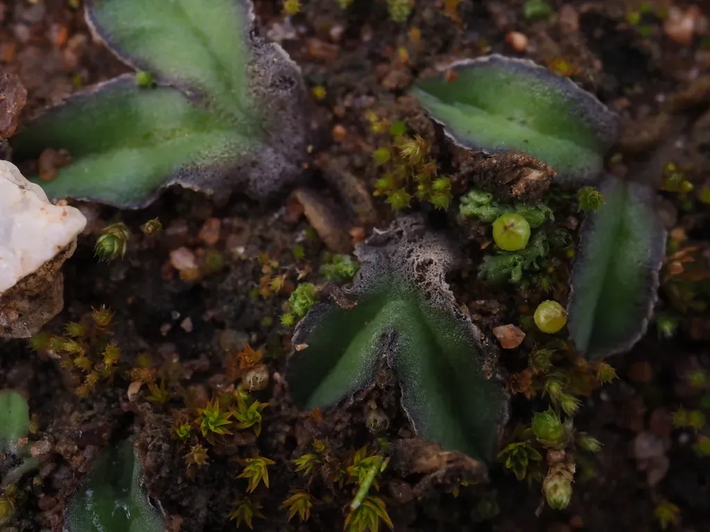 Riccia Cartilaginosa