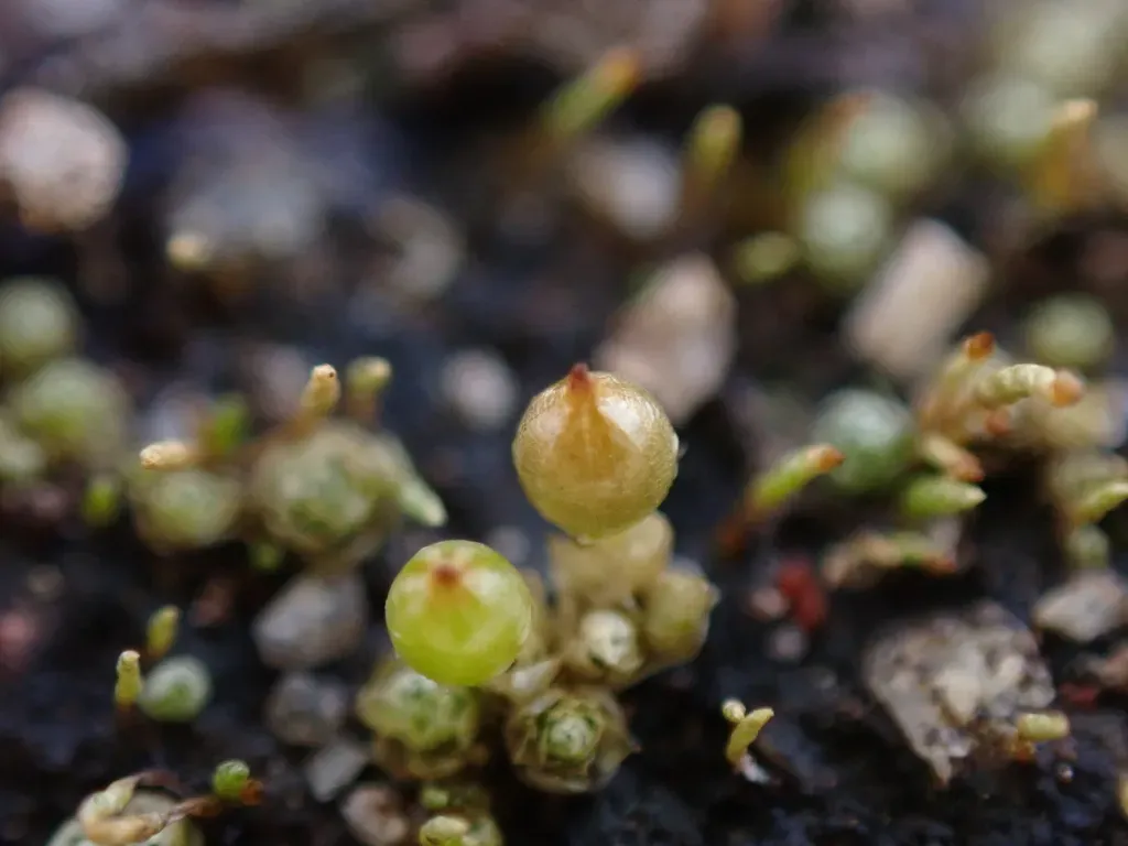 Goniomitrium Acuminatum
