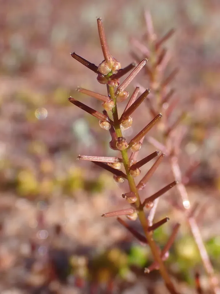 Triglochin Longicarpa