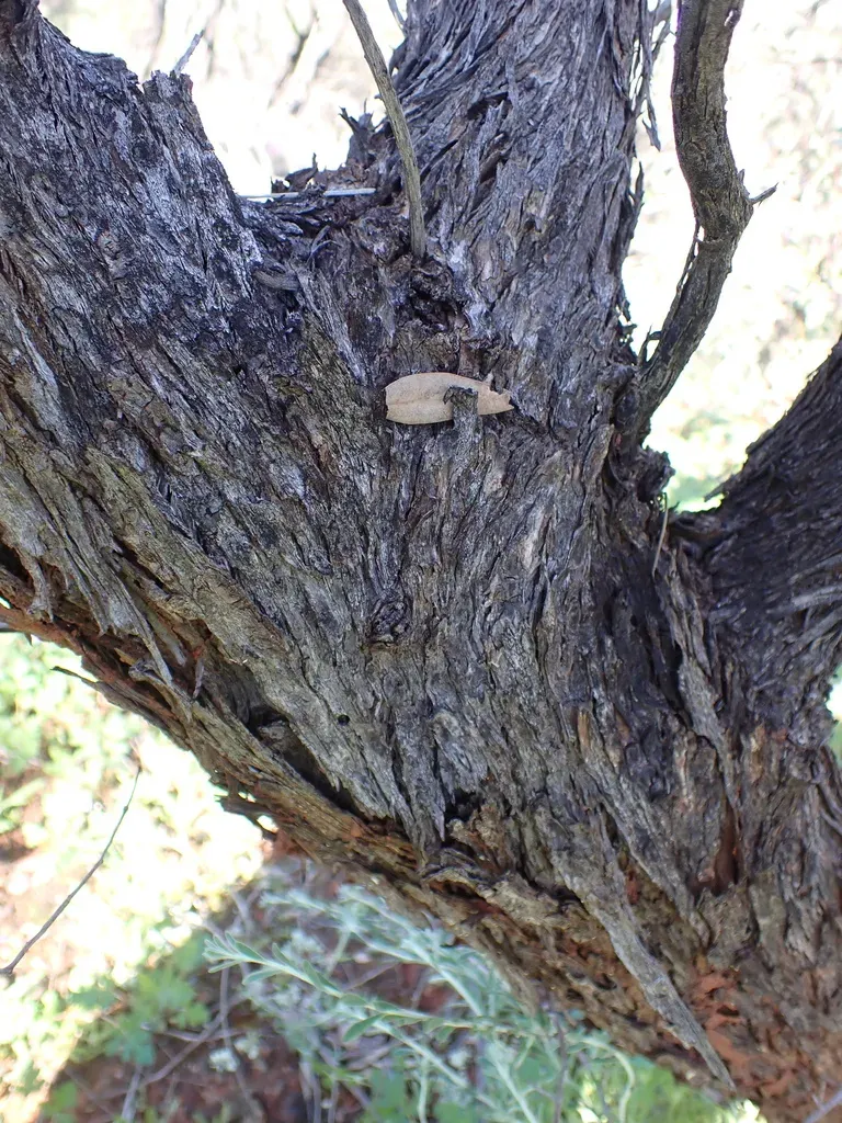 Eucalyptus Ewartiana