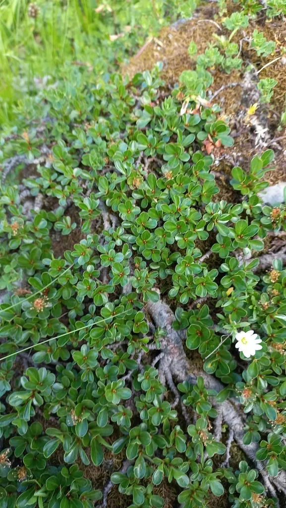 Retuse-leaved Willow