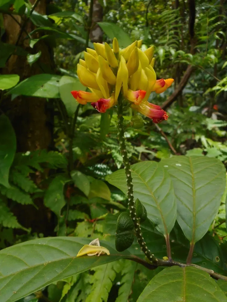 Polygala Tonkinensis
