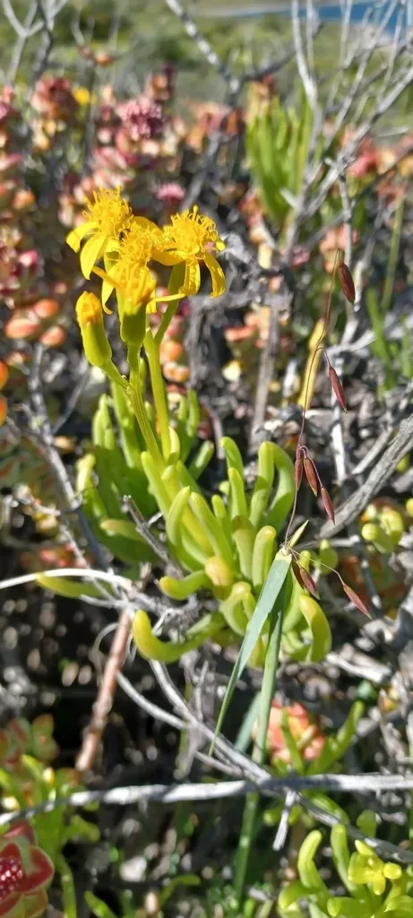 Sweet Ragwort