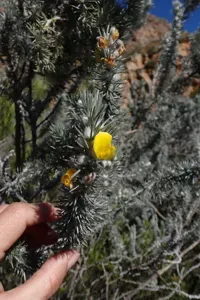 Porcupine Capegorse