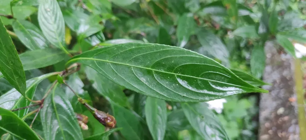Strobilanthes Anamallaica