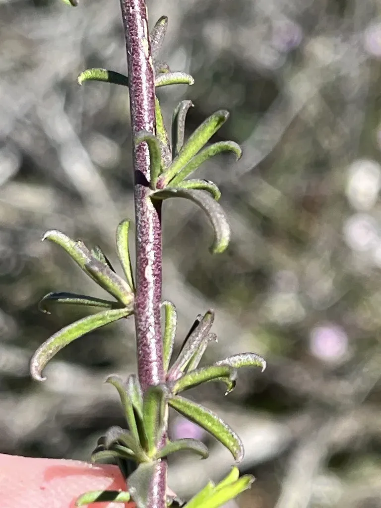 Muraltia Namaquensis