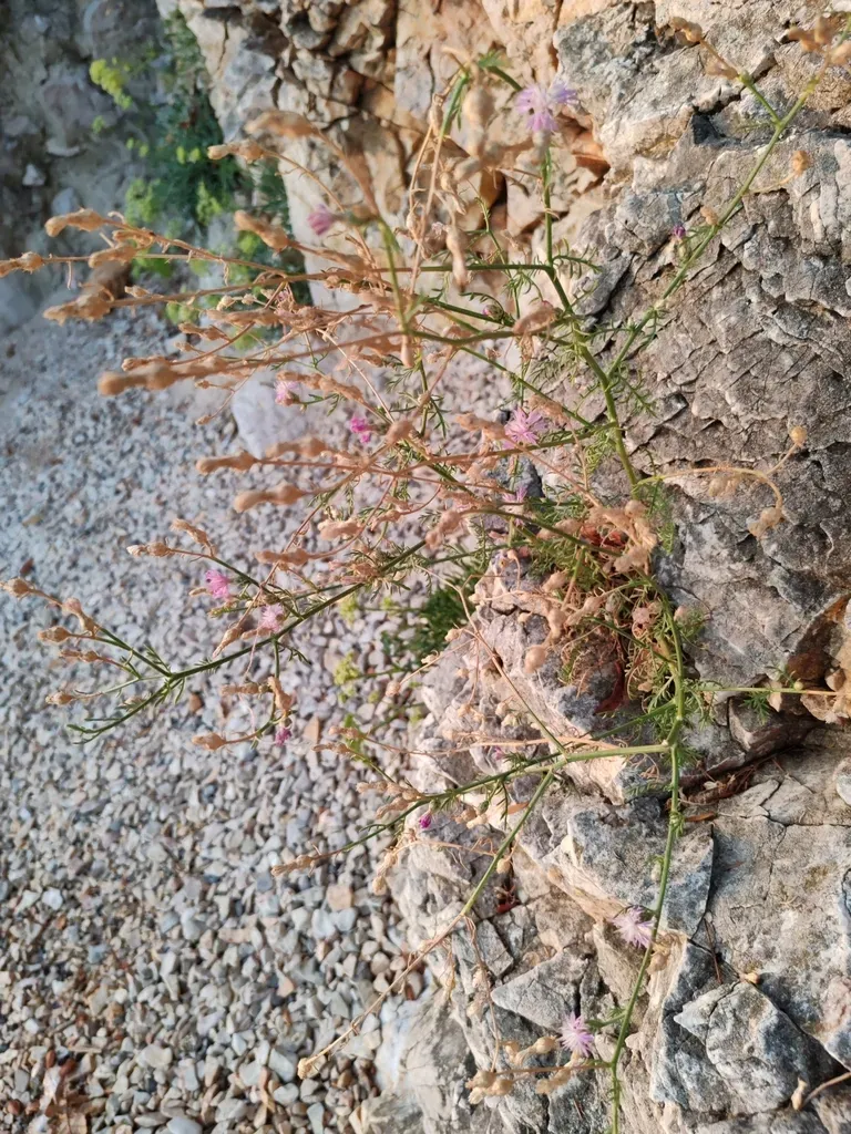 Centaurea Kartschiana